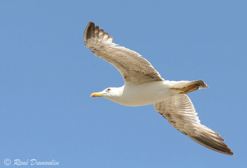 Yellow-legged Gullimmature, Flight