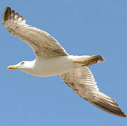 Yellow-legged Gull