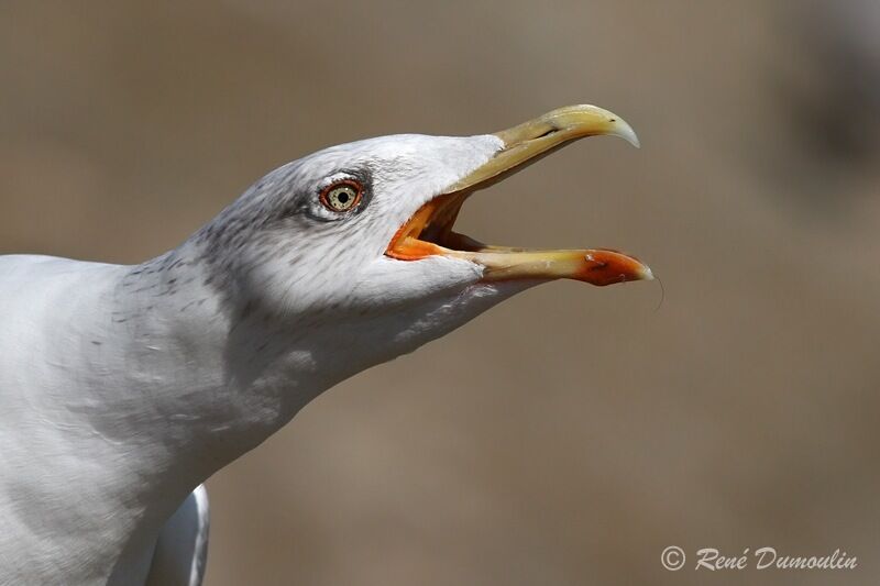 Yellow-legged Gulladult, identification