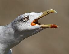 Yellow-legged Gull