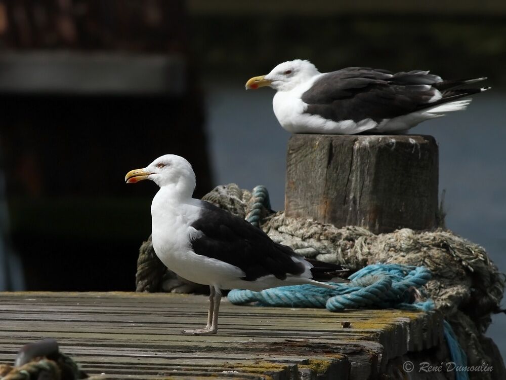 Goéland marinadulte nuptial, identification