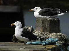 Great Black-backed Gull