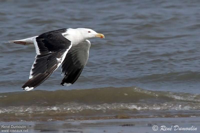 Great Black-backed Gulladult, Flight