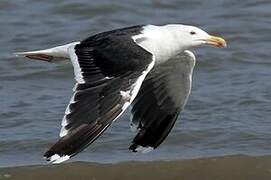 Great Black-backed Gull