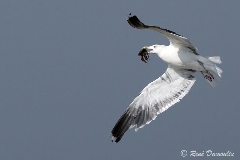 Great Black-backed Gulladult, Flight