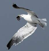 Great Black-backed Gull