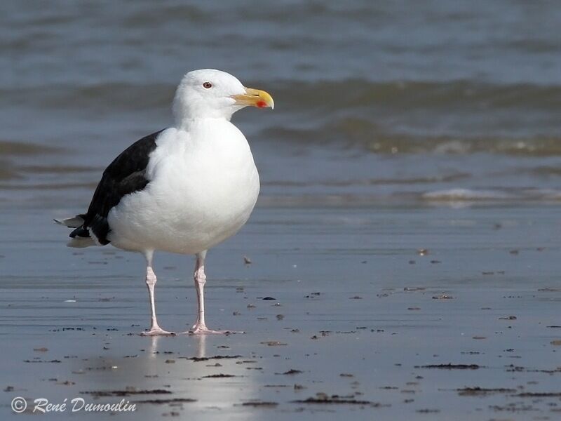 Goéland marinadulte, identification