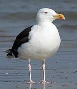 Great Black-backed Gull