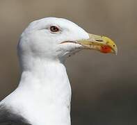 Great Black-backed Gull