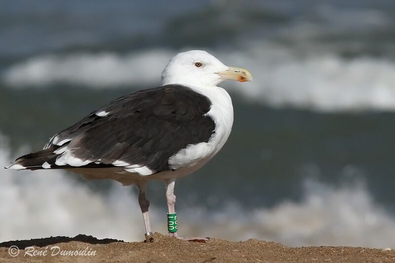 Great Black-backed Gulladult, identification