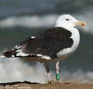 Great Black-backed Gull