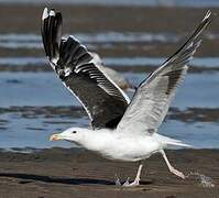 Great Black-backed Gull