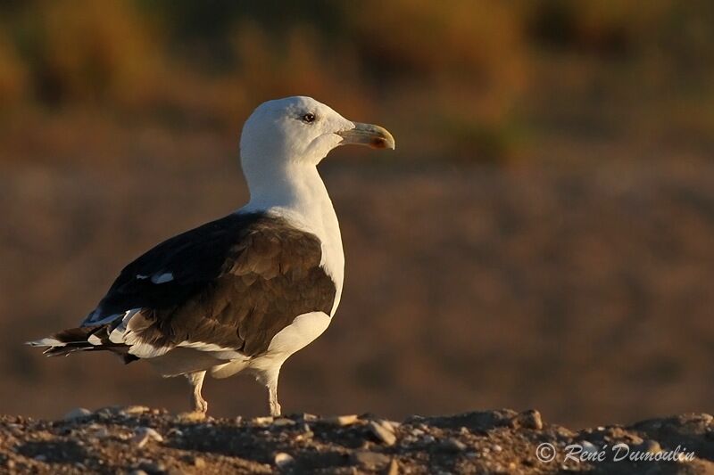 Great Black-backed Gulladult, identification