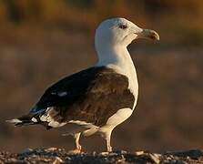 Great Black-backed Gull