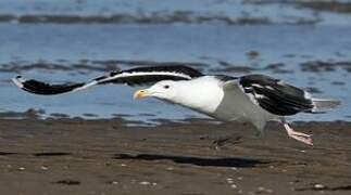 Great Black-backed Gull