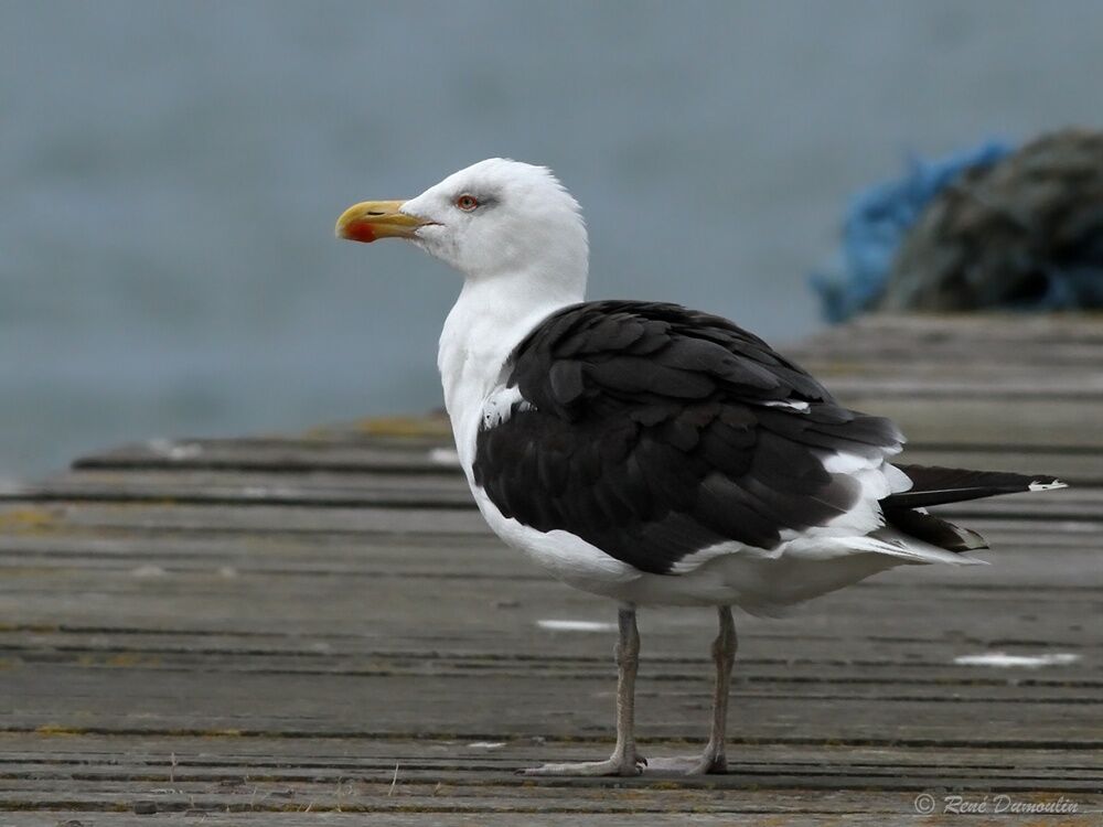 Goéland marinadulte nuptial, identification