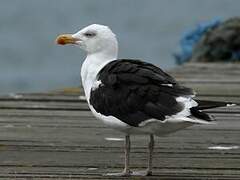 Great Black-backed Gull