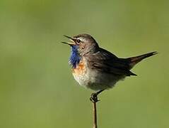 Bluethroat