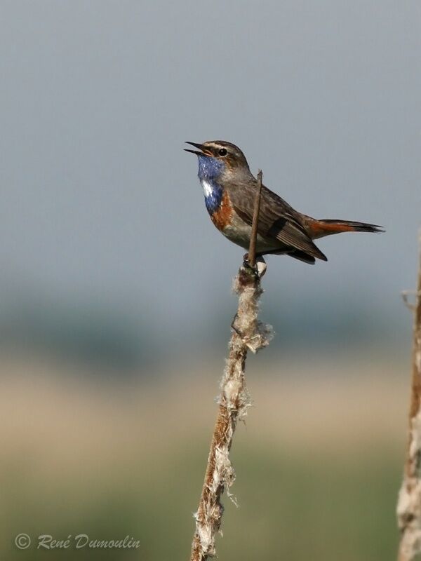 Bluethroat male adult breeding, identification, song