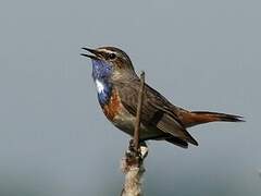 Bluethroat