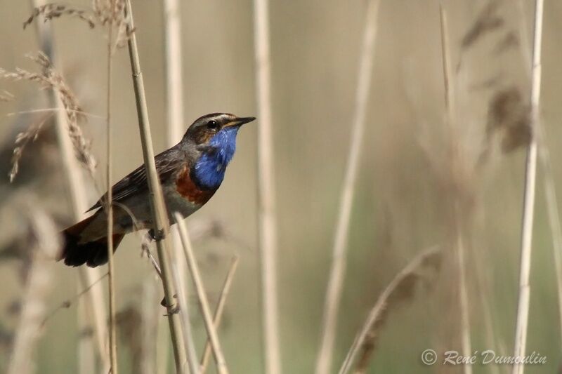 Gorgebleue à miroir mâle adulte nuptial, identification, chant