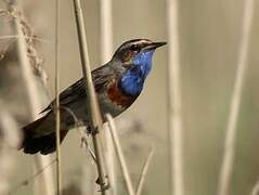 Bluethroat