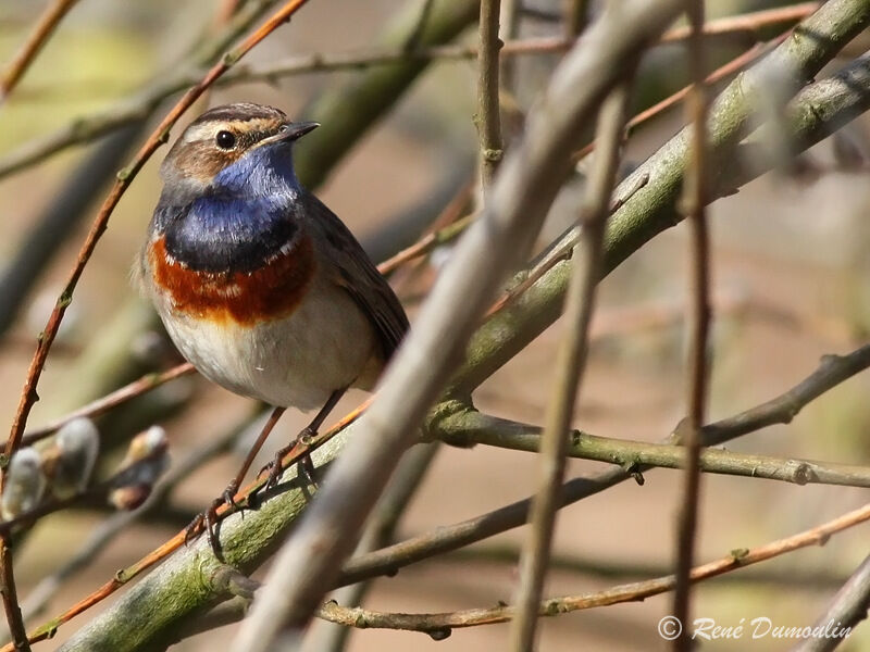 Bluethroat male adult breeding, identification