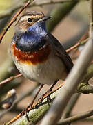 Bluethroat