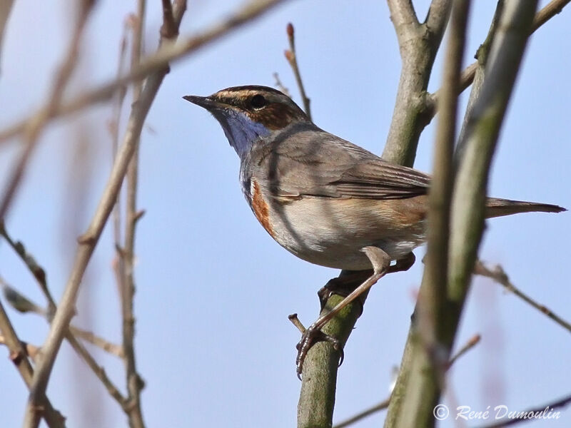 Bluethroat male adult breeding, identification