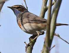 Bluethroat