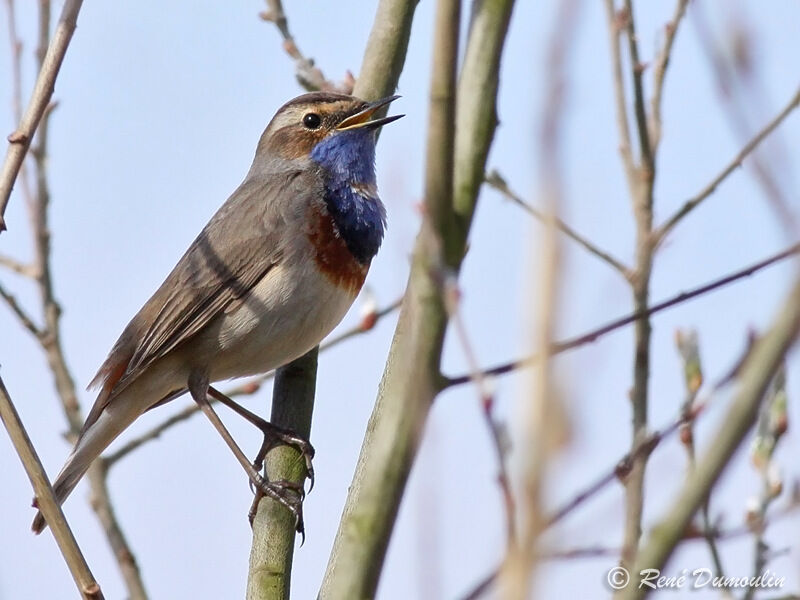 Bluethroat male adult breeding, identification