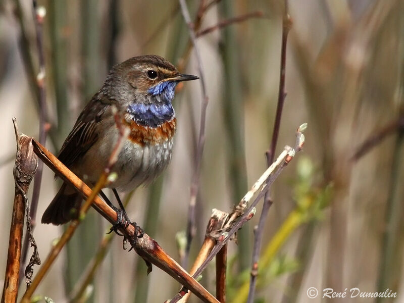 Bluethroat male adult breeding, identification