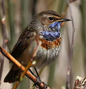 Bluethroat