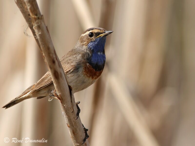 Bluethroat male adult breeding, identification