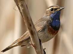 Bluethroat