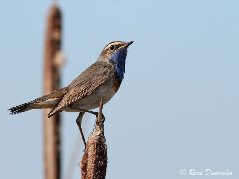 Bluethroat male adult breeding, identification