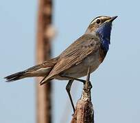 Bluethroat