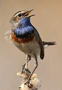 Bluethroat