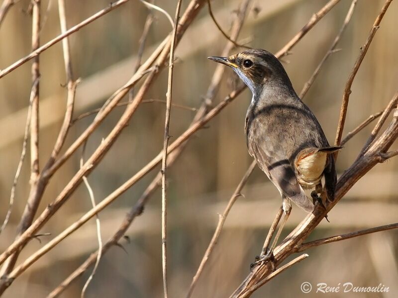 Bluethroat male adult, identification