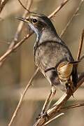 Bluethroat