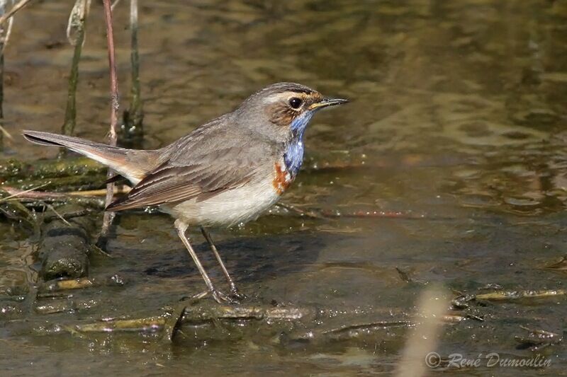 Bluethroat male adult breeding, identification