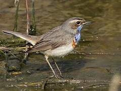 Bluethroat