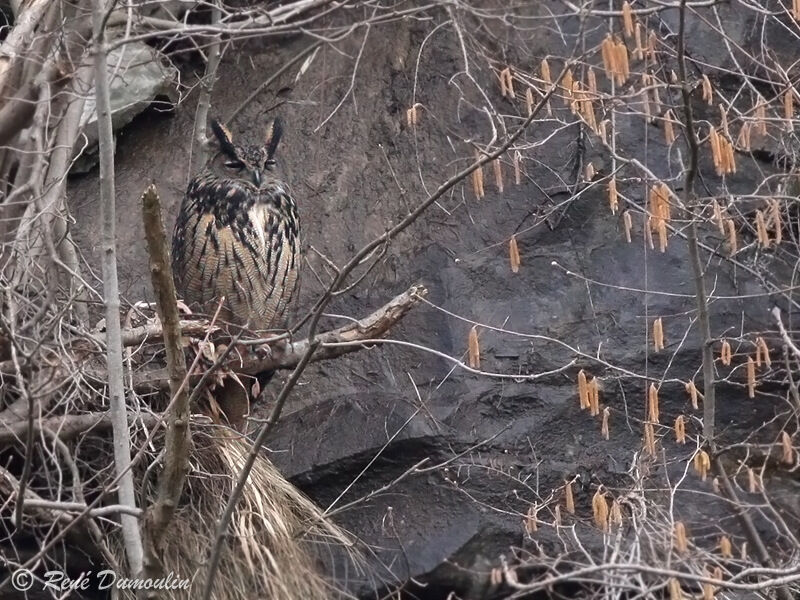 Eurasian Eagle-Owl male adult, identification