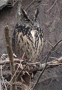 Eurasian Eagle-Owl