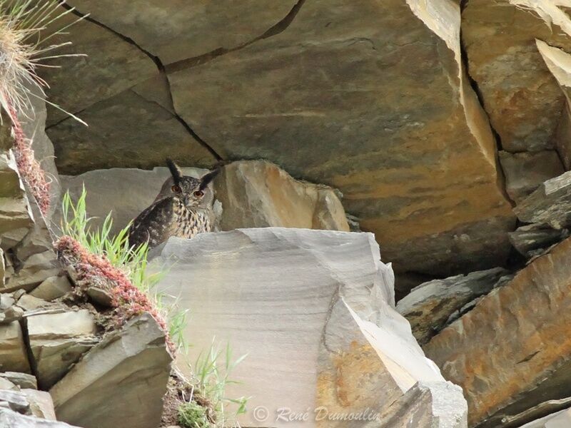 Eurasian Eagle-Owladult, identification