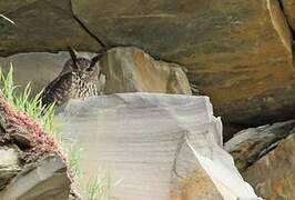 Eurasian Eagle-Owl