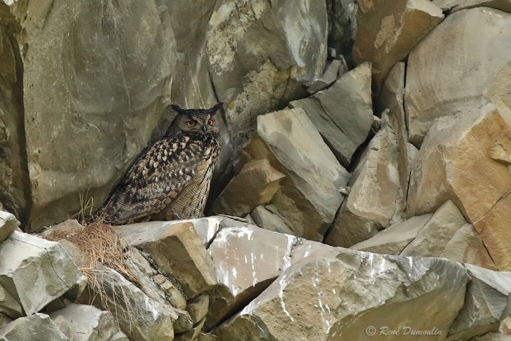 Eurasian Eagle-Owl male adult, identification