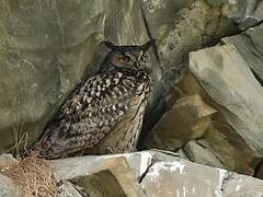 Eurasian Eagle-Owl