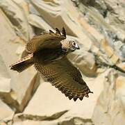 Eurasian Eagle-Owl