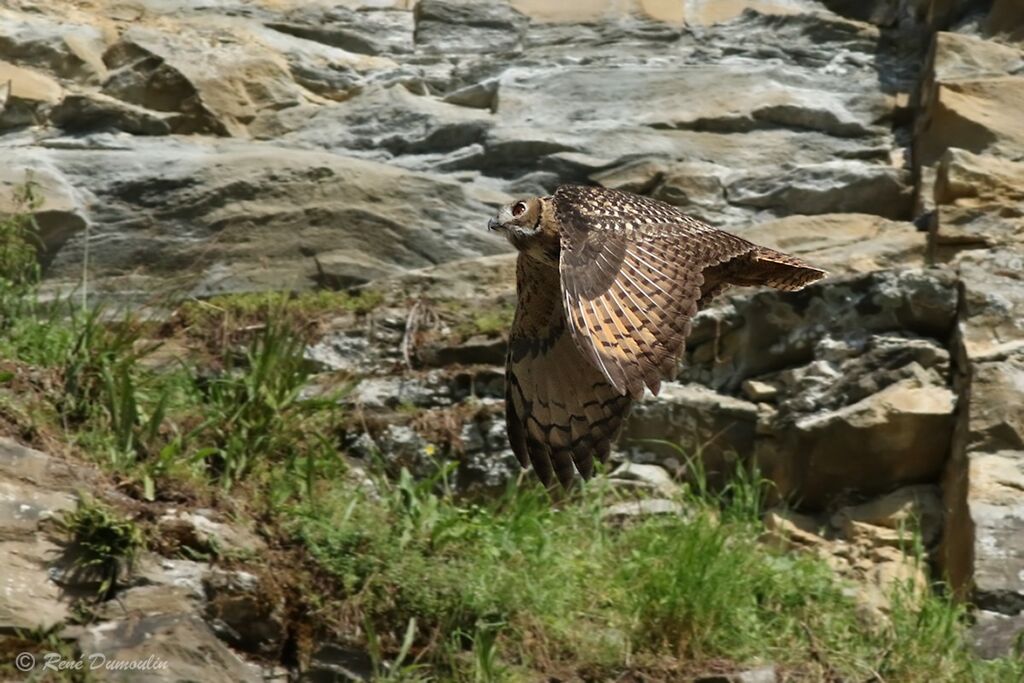 Eurasian Eagle-Owljuvenile, Flight